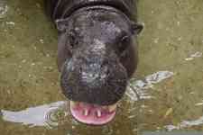 Houston: hippopotamus, hippo, ugly as hell