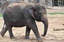 Houston: elephant, asian elephant, wild animal