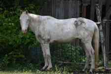Houston: albino, stallion, female horse