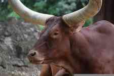 Houston: animal, zoo, ox