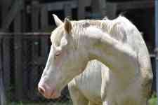 Houston: ranch, stallion, albino horse