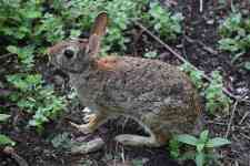 Houston: animal, rabbit, hare