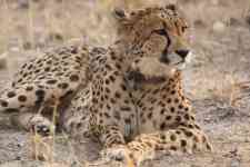 South Houston: predator, big cat, cheetah