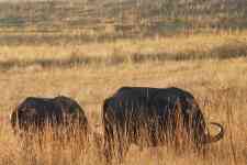 South Houston: Buffalo, mammal, african buffalo