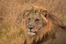 South Houston: africa, animal, Lion