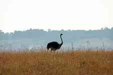 South Houston: female, grassland, ostrich