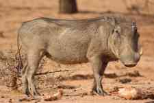 South Houston: africa, Wild Boar, warthog