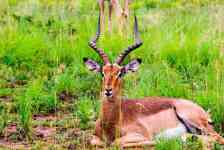 South Houston: pilanesberg national park, springbok, springbuck