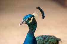 South Houston: bird, Feathers, peacock
