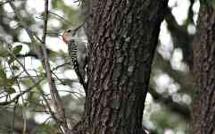Houston: tree, bird, woodpecker