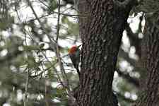 Houston: tree, bird, woodpecker