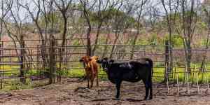 Houston: Cows, Cattle, texas longhorn