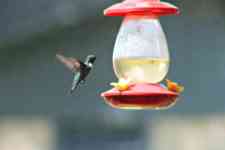 Houston: bird, bird feeder, hummingbird