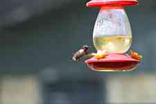 Houston: bird, feeder, hummingbird