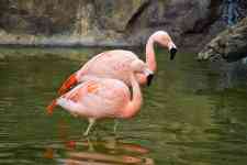 Houston: river, birds, Flamingo