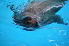 Houston: Pool, Sea lion show, california sea lion