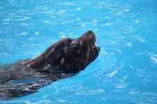 Houston: Pool, animal, california sea lion