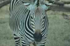 Houston: animal, safari, zebra