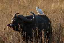 South Houston: african buffalo, white egret, big five
