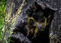 South Houston: bear, andean bear, spectacled bear