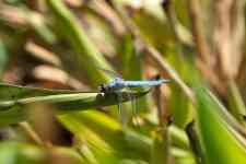 South Houston: dragonfly, skimmer, percher