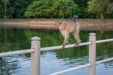 South Houston: Monkey, macaque, long-tailed macaque