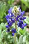 Houston: flowers, Bluebonnet, plant