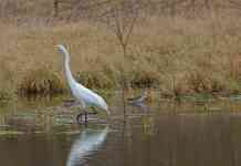 Houston: lake, bird, great egret