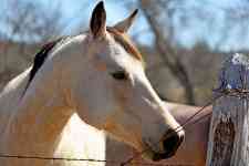 Houston: ranch, horse, fence