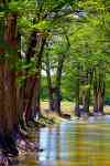 Houston: Trees, creek, cypress trees