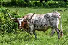 Houston: Texas, Cattle, longhorn