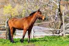 Houston: horse, Equine, paddock