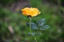 South Houston: Rose, Yellow Rose, rose flower