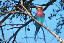 South Houston: bird, species, ornithology