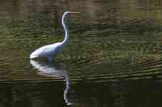 Houston: river, bird, egret