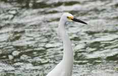 Houston: lake, bird, egret