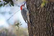 Houston: nature, bird, woodpecker