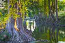 Houston: stream, cypress trees, Cypress Creek