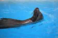 Houston: swimming pool, Houston Zoo, sea lion