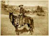 Houston: horse, Western, cowboy