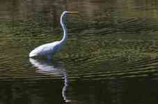 South Houston: river, bird, egret