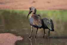 South Houston: south africa, kruger national park, glossy ibis
