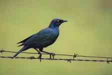 South Houston: bird, Feathers, cape glossy starling