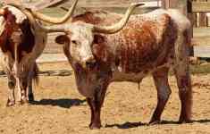 Houston: farm, cow, texas longhorn