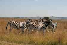 South Houston: Animals, zebra, burchell's zebra