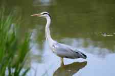 South Houston: lake, bird, common heron