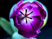 South Houston: tulip, purple flower, purple tulip