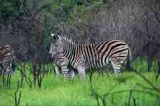 South Houston: animal, zebra, mammal