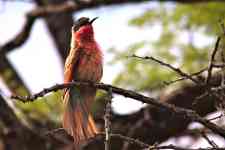 South Houston: bird, branch, southern carmine bee-eater