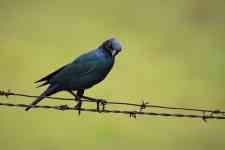 South Houston: bird, Feathers, cape glossy starling